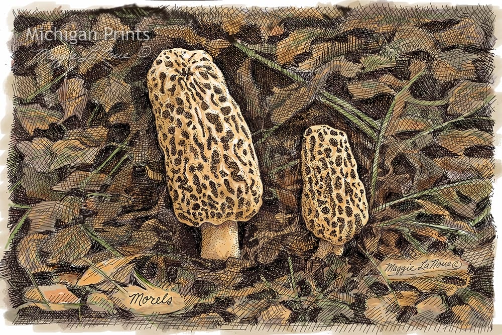 Nature - Morels - Michigan Prints - 1000px art copyright Maggie LaNoue