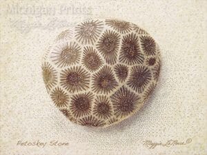 Nature - Petoskey Stone - MichiganPrints.net - 1000px art copyright Maggie LaNoue
