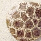 Nature - Petoskey Stone - MichiganPrints.net - 144px art copyright Maggie LaNoue